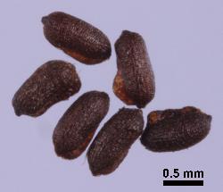 Hypericum androsaemum seeds.
 © Landcare Research 2010 